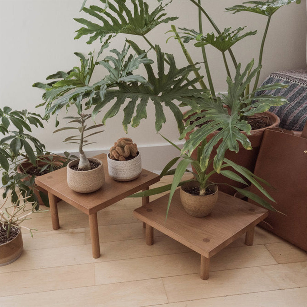 Yucca Low Stand